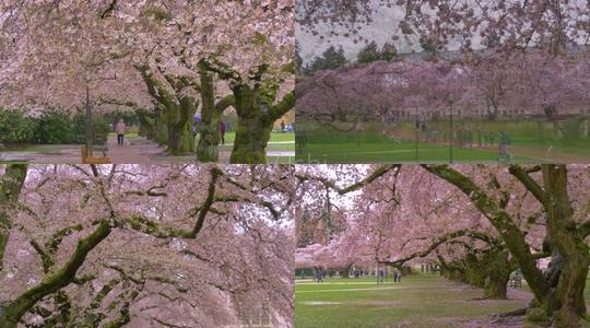 学校旁边的樱花树