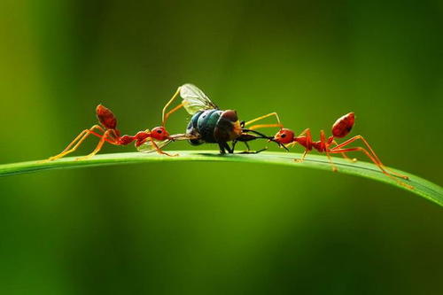 蚂蚁运输食物