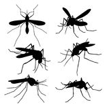养殖蚊子