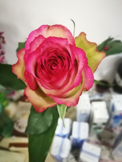 我的植物朋友玫瑰