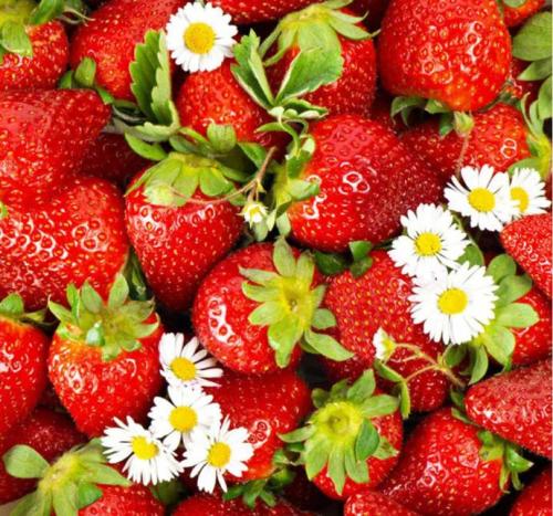 “草莓”趣闻