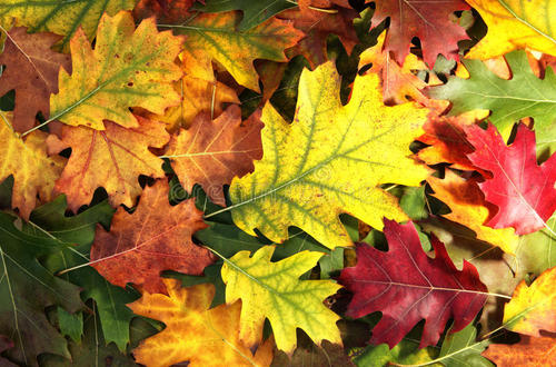 多彩的秋天的树叶