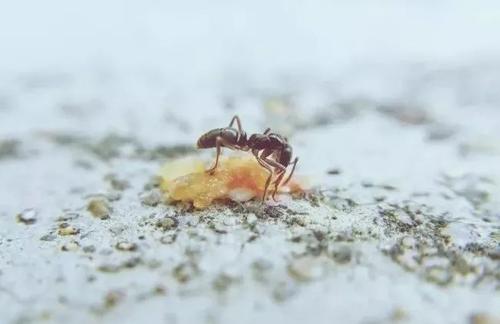 蚂蚁为什么不能死