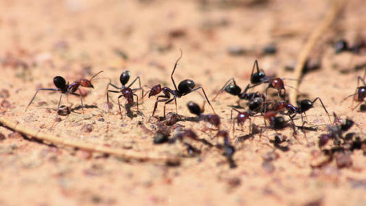 看蚂蚁