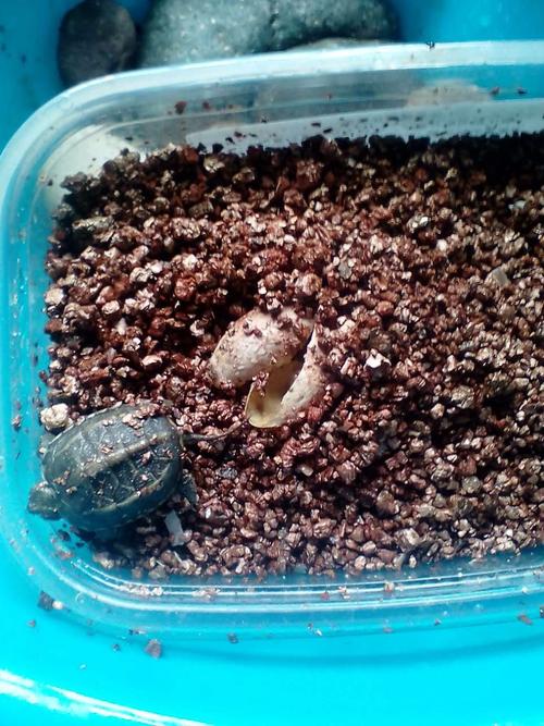 小乌龟的壳
