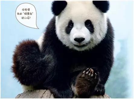 大熊猫的冷知识