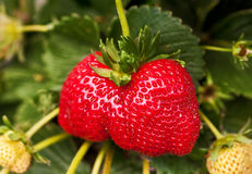 草莓成熟时的爱