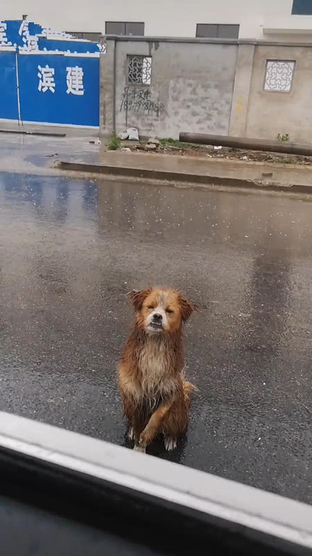 小狗在雨中