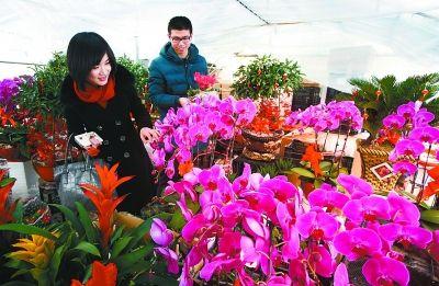 春节花卉市场