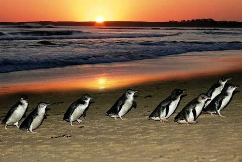 夕阳下的小企鹅