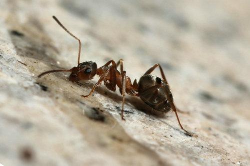 一只巨大的蚂蚁
