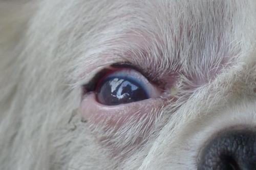 狗眼变红的秘密