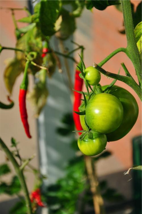 阳台上的西红柿