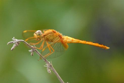 蜻蜓翅膀的触感
