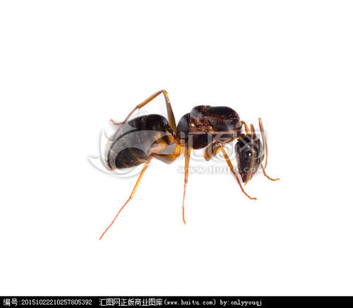红蚂蚁吃白蚂蚁