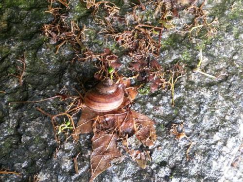 特立独行的蜗牛
