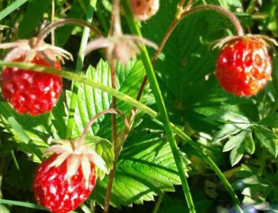 采摘野草莓