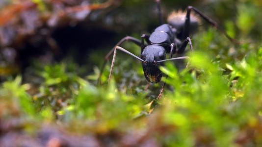 蚂蚁在草丛中