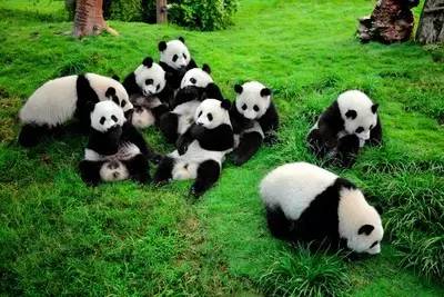 我喜欢“熊猫”