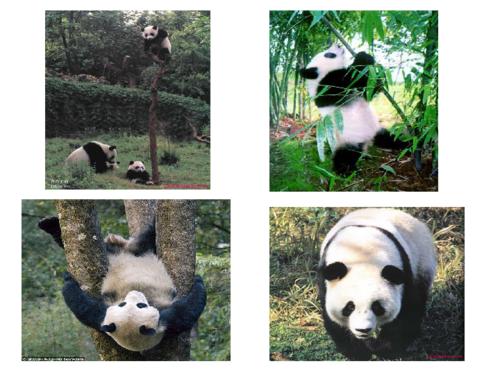 写国宝大熊猫的构图