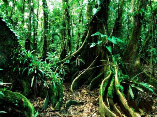 热带雨林冒险组成