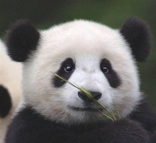 国宝大熊猫组成300字三年级书