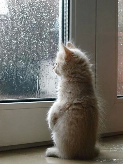小猫在雨中