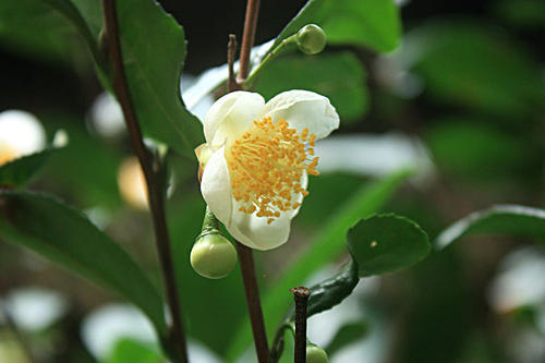 盛开的小白花