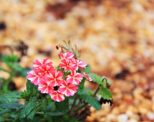 最明亮的花朵在平坦的土壤上绽放