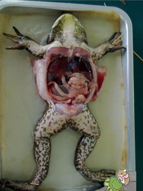 第一次解剖青蛙