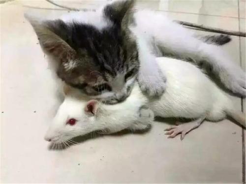小猫而不是老鼠