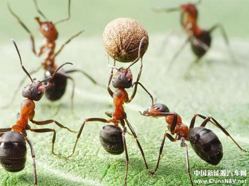 巨无霸蚂蚁