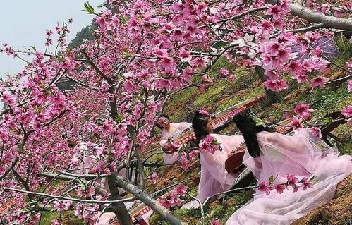 桃花季节