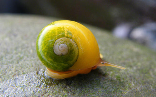 可爱的蜗牛
