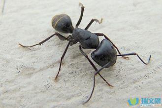 观察日记中的蚂蚁