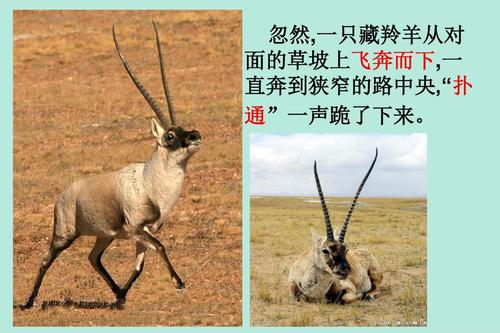 谈论藏羚羊的故事