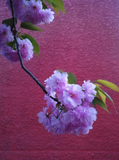 春天的花朵