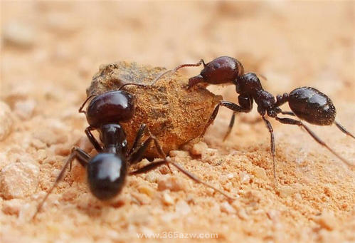 全能的蚂蚁