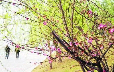 春季柳树