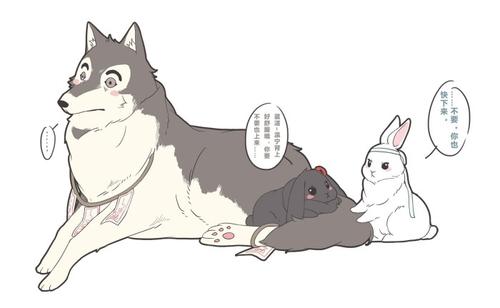 狼和兔子