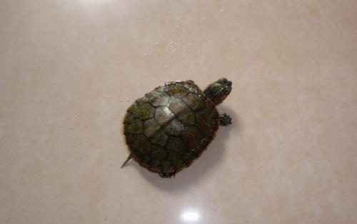 我的家人有一个小乌龟