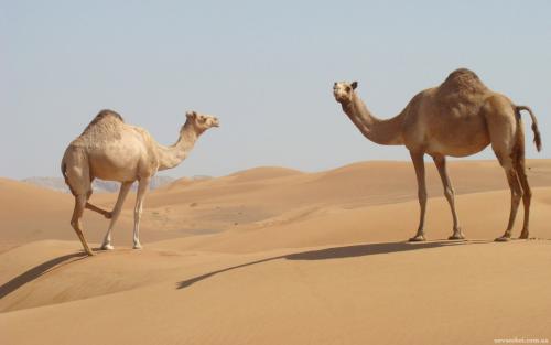 向骆驼致敬 - 阅读“骆驼”