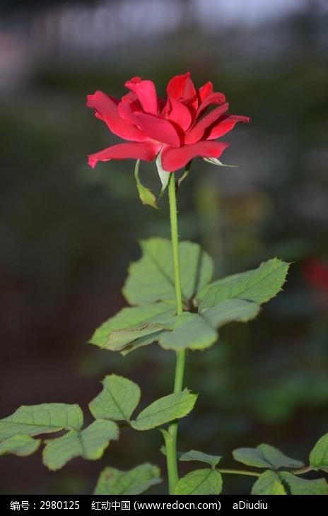 心脏中有一个Lapentry花