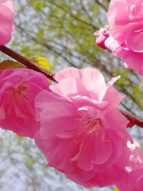 春季最美丽的季节_1200字
