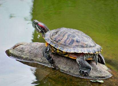 原来的巴西龟是一种入侵物种_650字