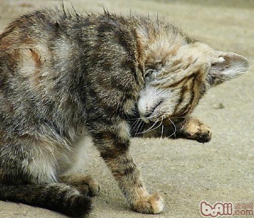 为什么猫洗脸？