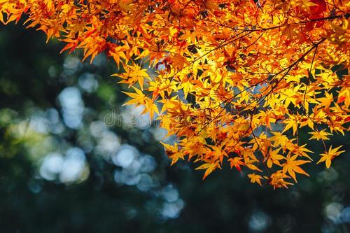 秋天是落木的季节_1000字