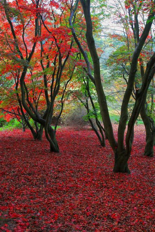 落叶是秋季最美丽的风景_400字