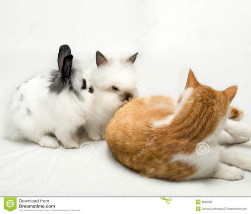 小猫和宝贝兔子朋友_300字