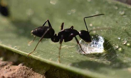 蚂蚁和自行车